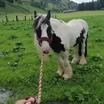 Krotmoos
