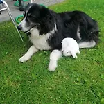Krotmoos * Rauris