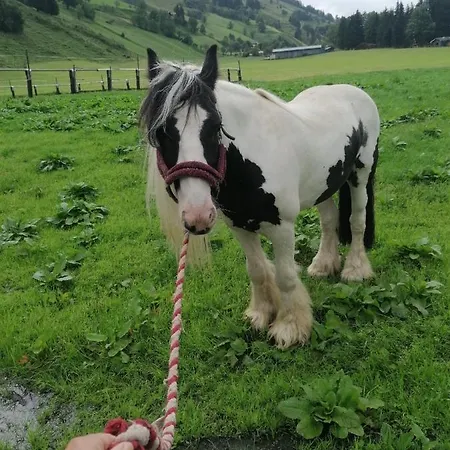 Krotmoos