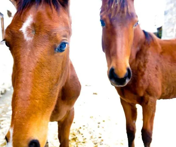 Appartement Krotmoos